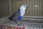 Bird Eye Parrot Beak Grey