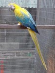 Bird Beak Parrot Mesh Feather