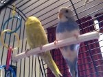 budgie 601.jpg